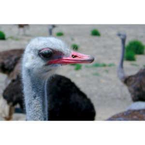 Closeup images of an Ostrich.