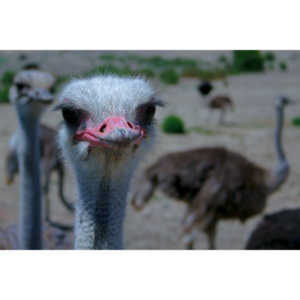 Closeup images of an Ostrich.