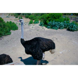 Images of an Ostrich.