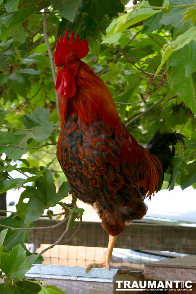 A beautiful rooster.