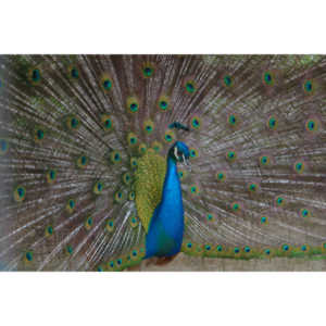 A beautiful peacock showing its feathers.