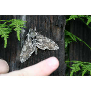 A Carolina Sphinx Moth.