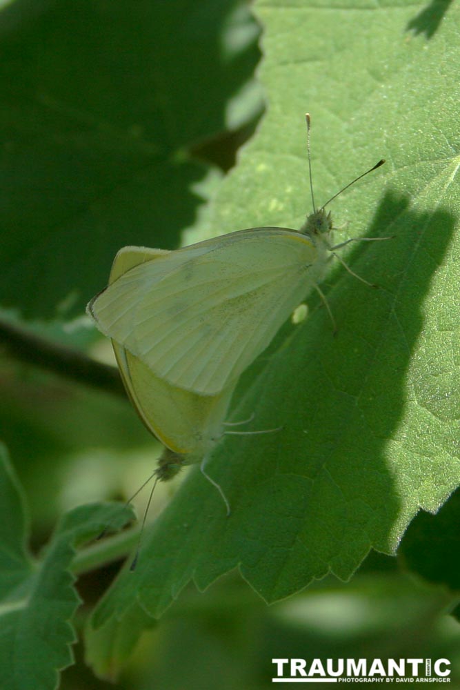 Two White Cabbage Butterflies copulating on a leaf.