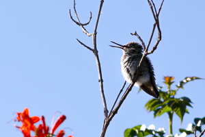My first attempt at capturing a hummingbird at long distance.  He parked himself in a tree and I took a bunch of shots.  This is the only one I liked.