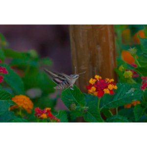 The Sphinx Moth is also known as the hummingbird or hawk moth.  It's wings move at the same speeds as a hummingbird and they dart about the same way.  This is my lone encounter with these cool creatures.
