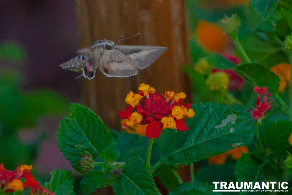 The Sphinx Moth is also known as the hummingbird or hawk moth.  It's wings move at the same speeds as a hummingbird and they dart about the same way.  This is my lone encounter with these cool creatures.