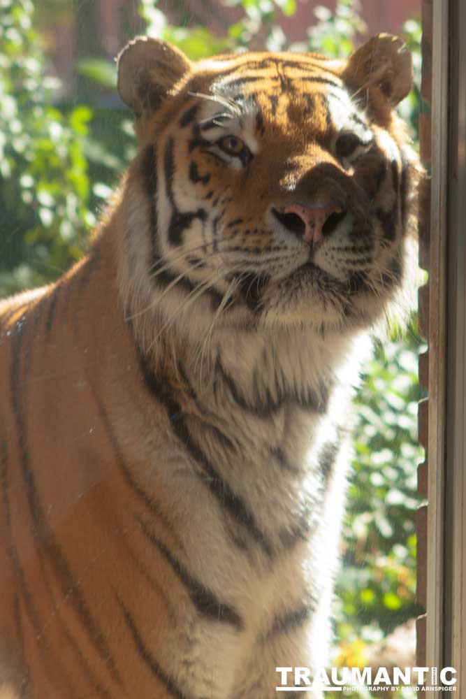 Photos from a family trip to the Denver Zoo.