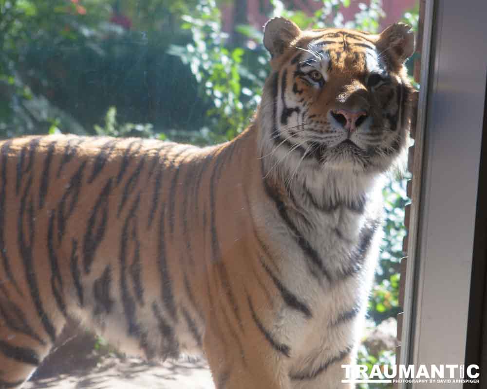 Photos from a family trip to the Denver Zoo.