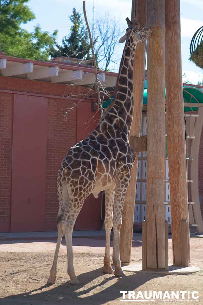 Photos from a family trip to the Denver Zoo.