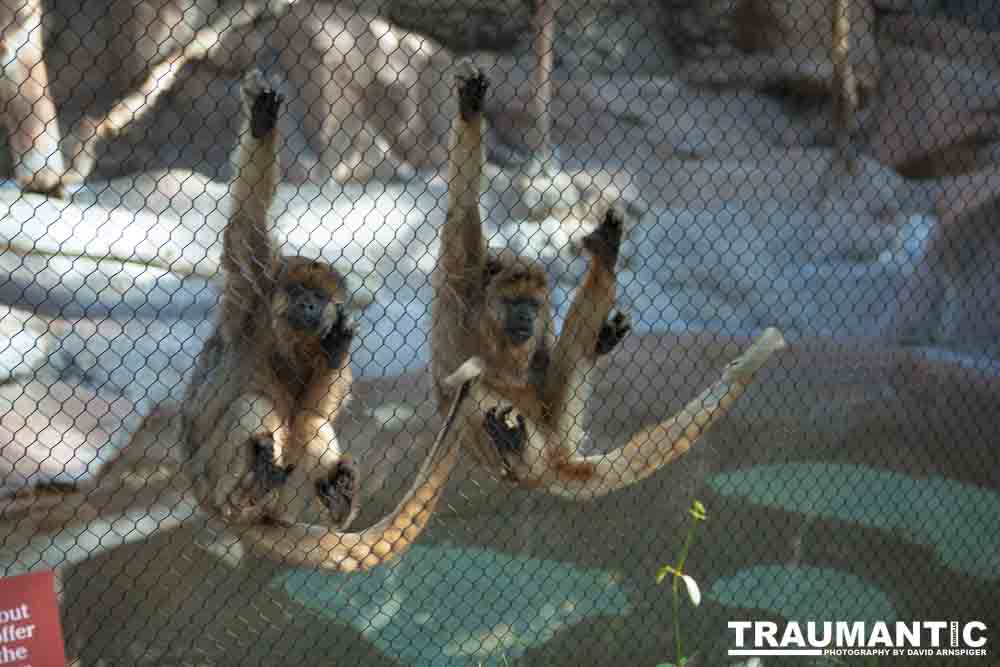 Photos from a family trip to the Denver Zoo.