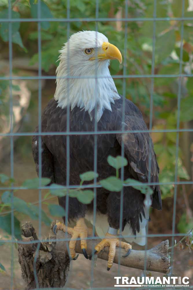 Photos from a family trip to the Denver Zoo.