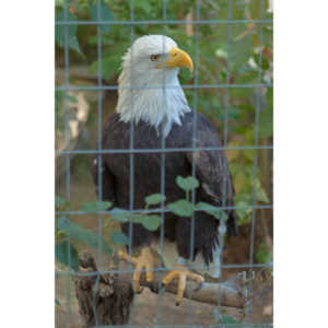 Photos from a family trip to the Denver Zoo.