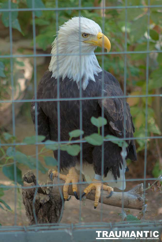 Photos from a family trip to the Denver Zoo.