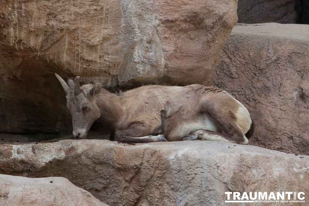 Photos from a family trip to the Denver Zoo.