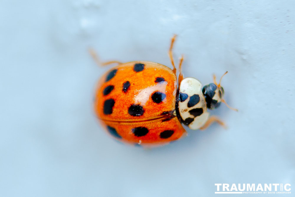 Some shots of my local ladybug population.