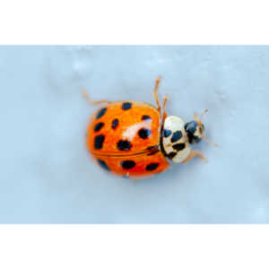 Some shots of my local ladybug population.