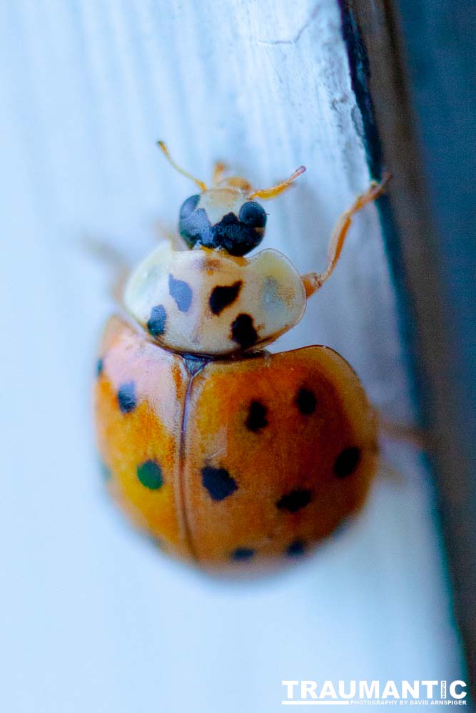 Some shots of my local ladybug population.