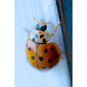 Some shots of my local ladybug population.