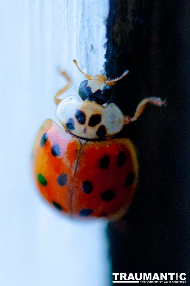 Some shots of my local ladybug population.