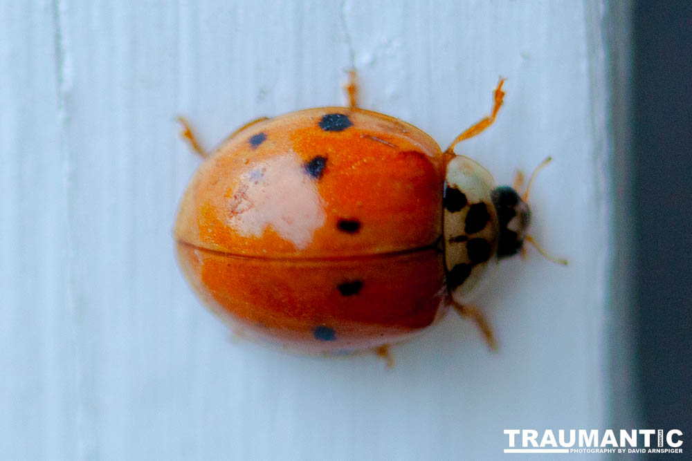 Some shots of my local ladybug population.