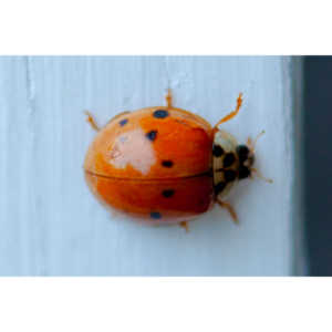 Some shots of my local ladybug population.