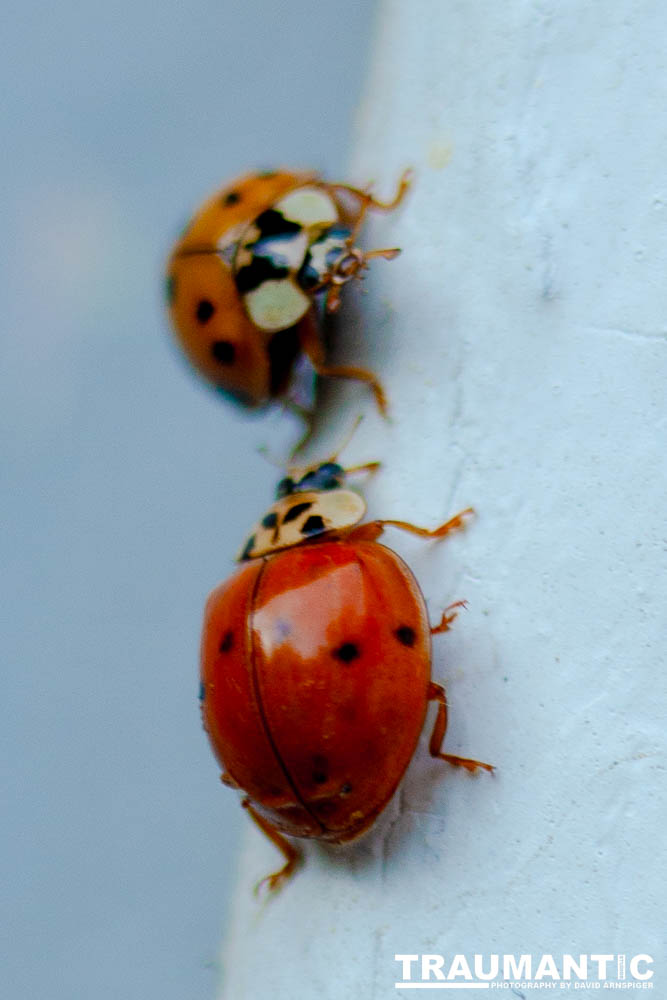 Some shots of my local ladybug population.