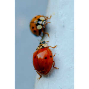 Some shots of my local ladybug population.