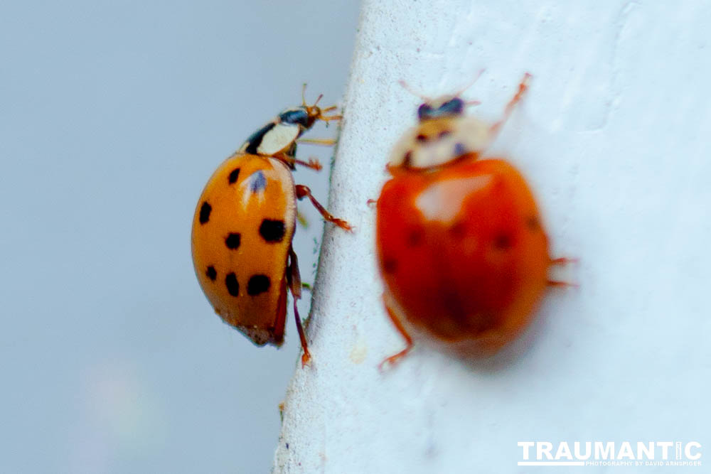 Some shots of my local ladybug population.