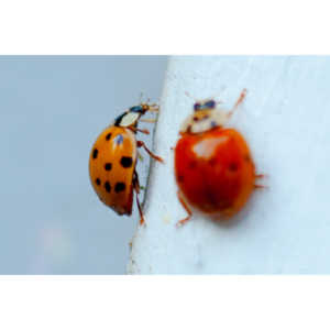 Some shots of my local ladybug population.