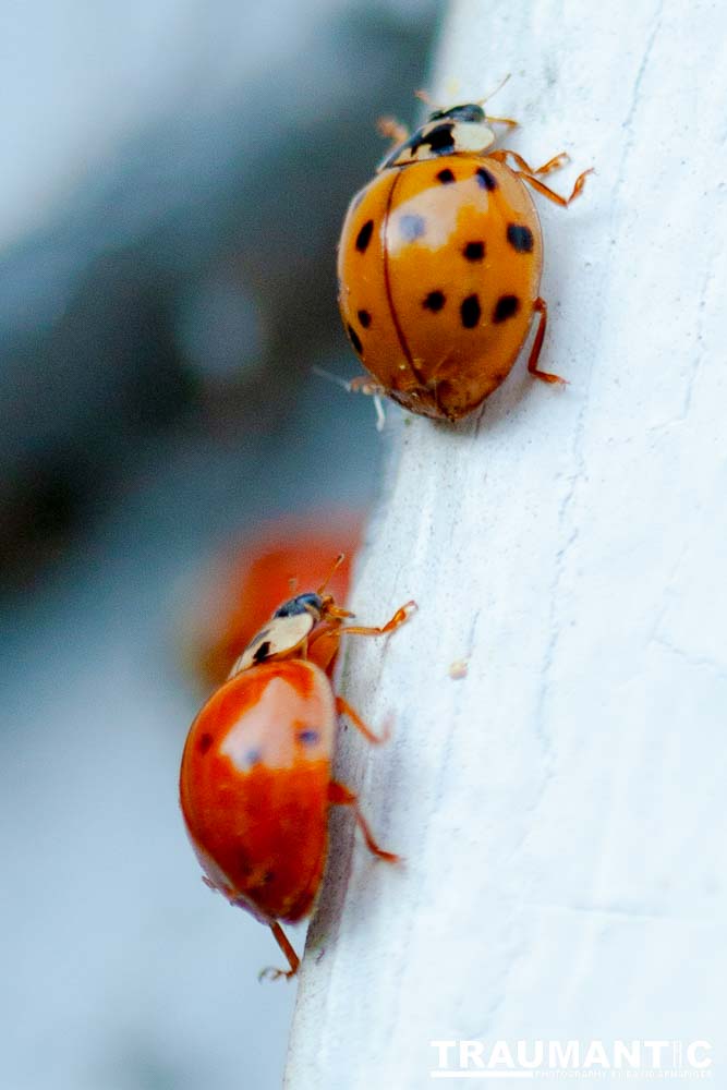 Some shots of my local ladybug population.