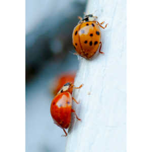 Some shots of my local ladybug population.