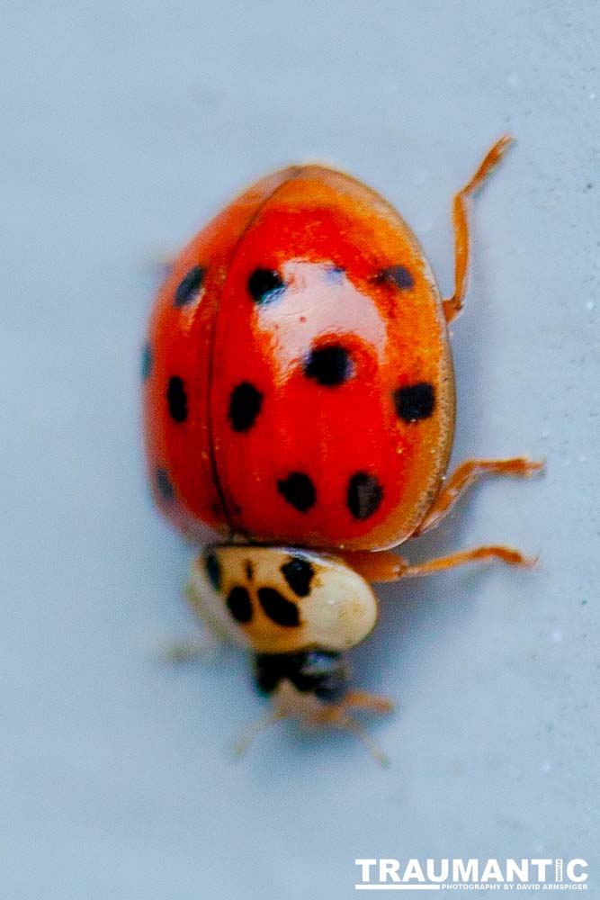 Some shots of my local ladybug population.