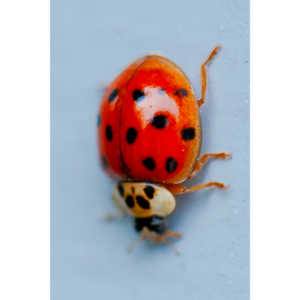 Some shots of my local ladybug population.