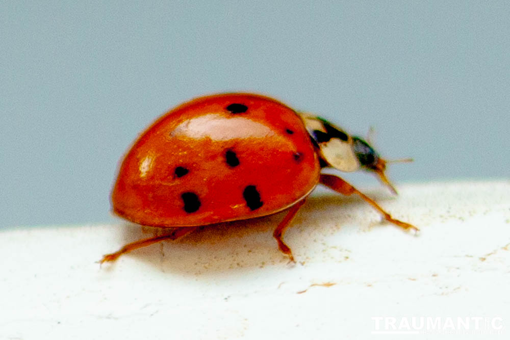 Some shots of my local ladybug population.