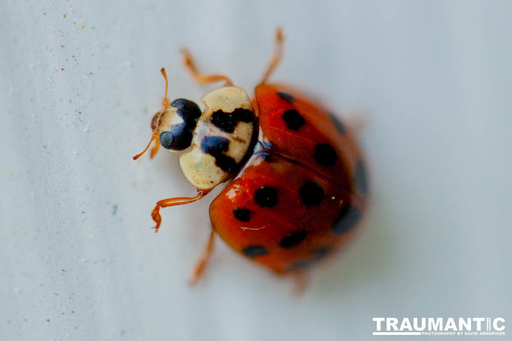 Some shots of my local ladybug population.