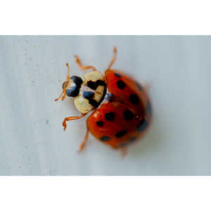 Some shots of my local ladybug population.