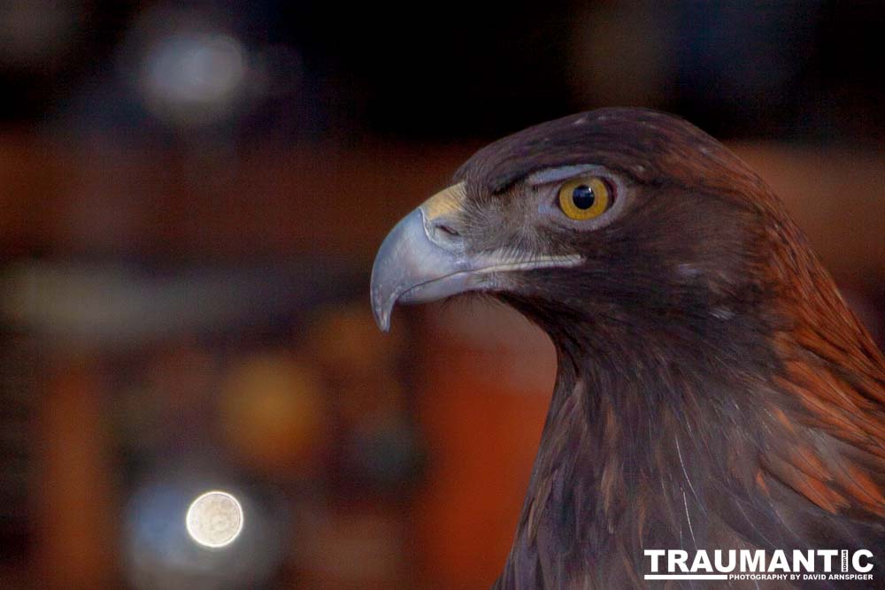 Bath Garden Center hosted Rocky Mountain Raptors.