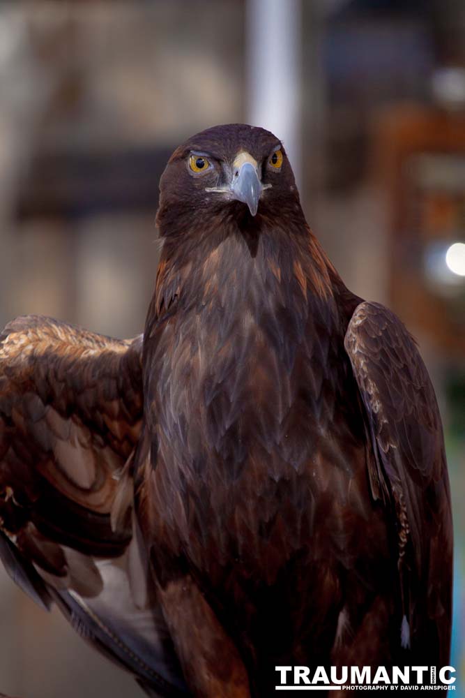 Bath Garden Center hosted Rocky Mountain Raptors.