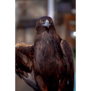 Bath Garden Center hosted Rocky Mountain Raptors.