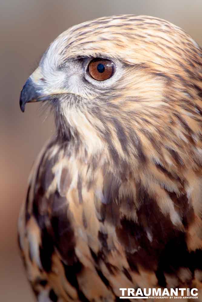 Bath Garden Center hosted Rocky Mountain Raptors.