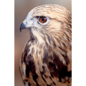 Bath Garden Center hosted Rocky Mountain Raptors.