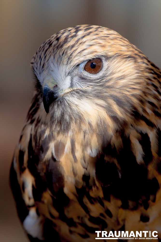 Bath Garden Center hosted Rocky Mountain Raptors.