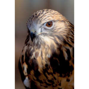 Bath Garden Center hosted Rocky Mountain Raptors.