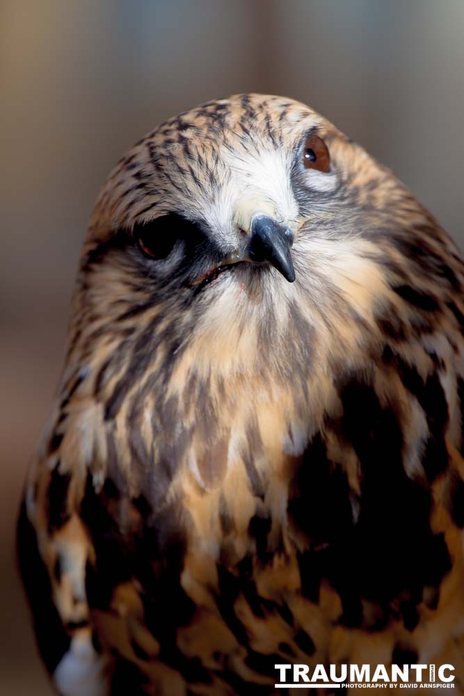 Bath Garden Center hosted Rocky Mountain Raptors.