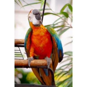 Bath Garden Center hosted Rocky Mountain Raptors.