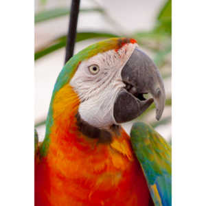 Bath Garden Center hosted Rocky Mountain Raptors.