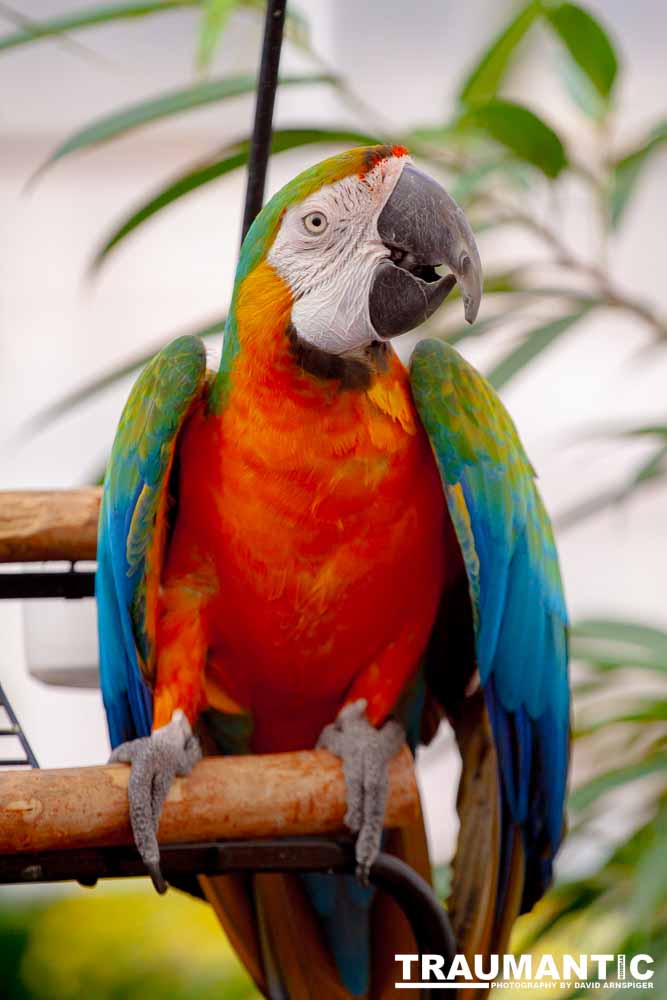 Bath Garden Center hosted Rocky Mountain Raptors.