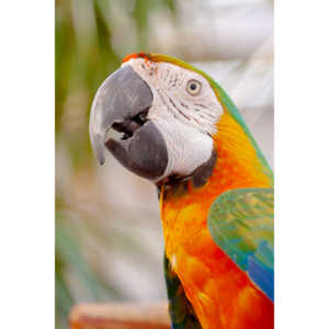 Bath Garden Center hosted Rocky Mountain Raptors.