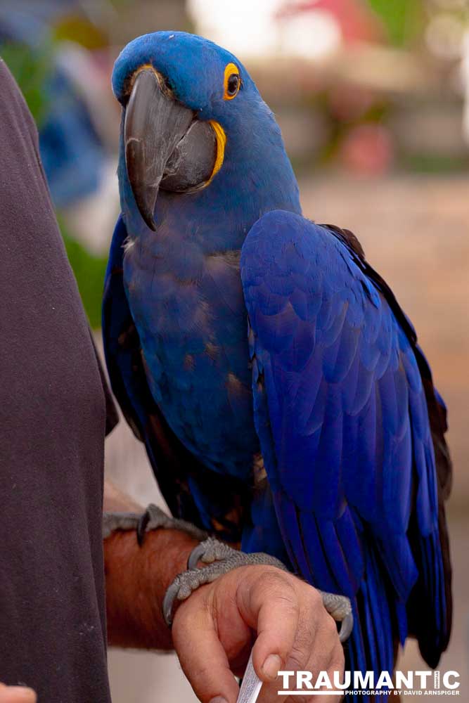 Bath Garden Center hosted Rocky Mountain Raptors.