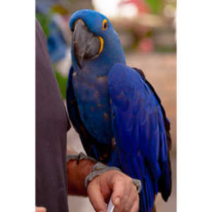 Bath Garden Center hosted Rocky Mountain Raptors.